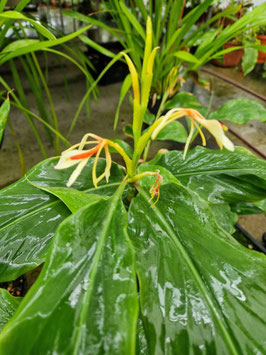 Hedychium spicatum