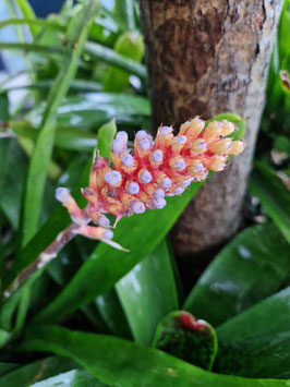 Aechmea cylindrata