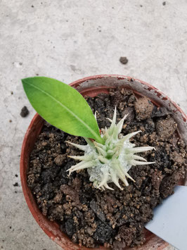 Pachypodium brevicaule ssp. leucoxanthum