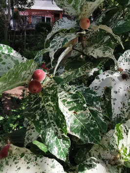 Ficus aspera "Parcellii"