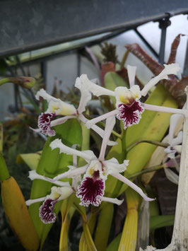 Cattleya crispa