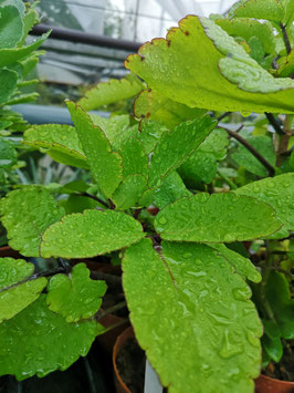 Kalanchoe pinnata (Bryophyllum pinnatum)