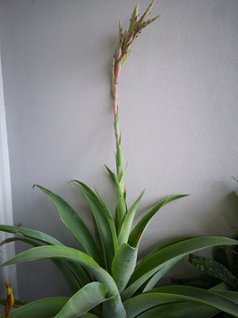 Tillandsia lajensis