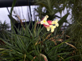 Tillandsia jucunda