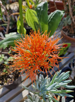Scadoxus puniceus