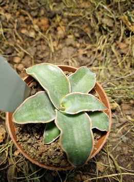 Sansevieria "Blue Kew"