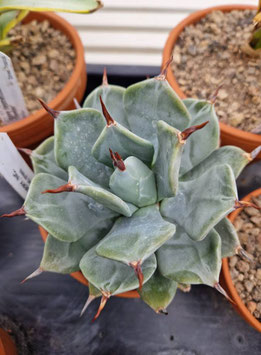 Agave isthmensis "Ippongi"