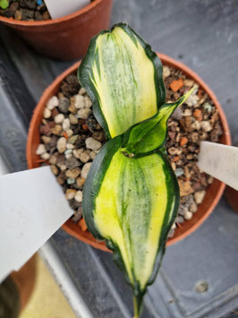 Sansevieria hahnii "Spiral Stars"