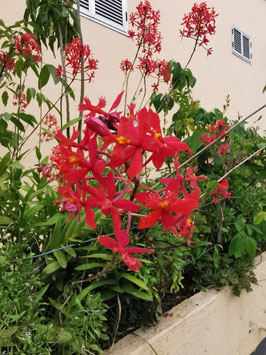 Epidendrum "red"