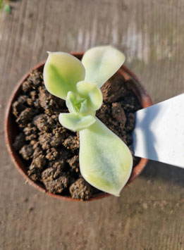Echeveria "Harry Watson" variegata