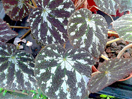 Begonia pustulata