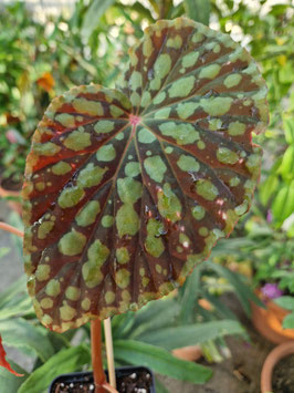Begonia chlorosticta