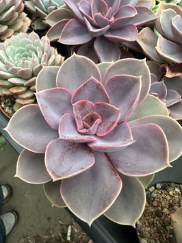 Echeveria "Perle von Nürnberg"