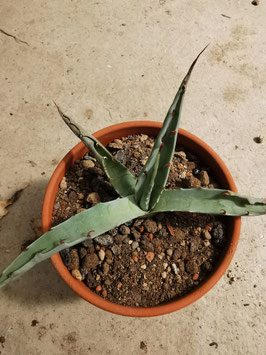 Agave desertii "Upper Apache Trail"