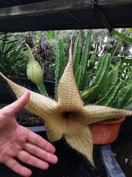 Stapelia gigantea