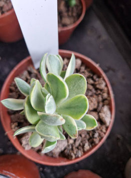 Crassula "Rusby" variegata
