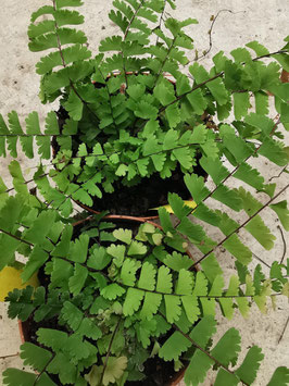 Adiantum caudatum