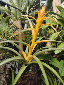 Tillandsia capitata "Maya Gold"