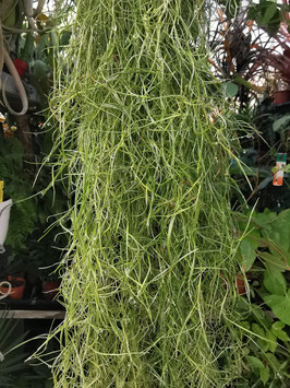 Tillandsia usneoides "Midi"