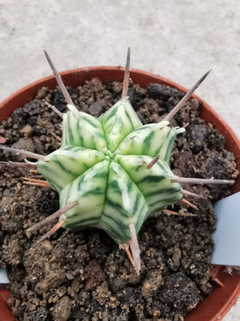 Euphorbia meloformis variegata