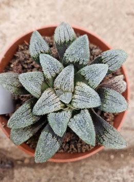Haworthia "Yumedono"
