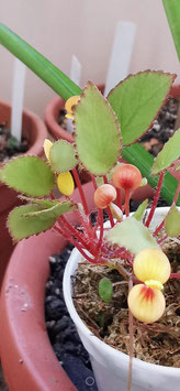 Begonia vankerckhovenii