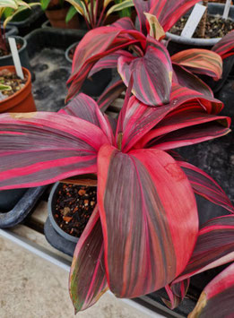 Cordyline fruticosa #3