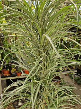Tillandsia variabilis (valenzuelana)
