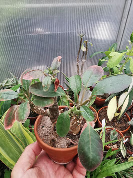 Dorstenia crispa