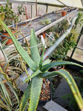 Aloe khamiesensis