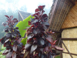 Acalypha wilkesiana "Mooreana"