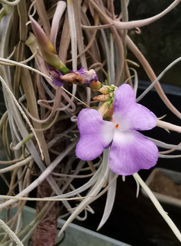 Tillandsia streptocarpa