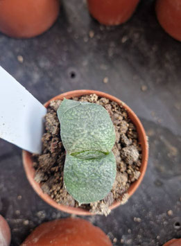 Gasteria armstrongii "Fernwood"