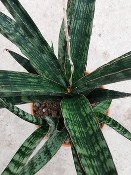 Sansevieria "Tiger Crown"