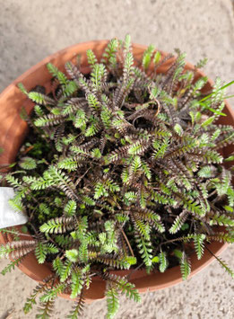 Cotula (Leptinella) squalida "Platt´s Black"