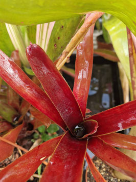 Neoregelia "Chinese Lacquer"