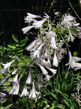 Agapanthus "Fireworks"