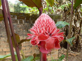 Etlingera elatior