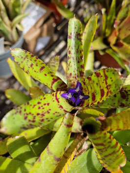 Neoregelia ampullacea "Tetis"