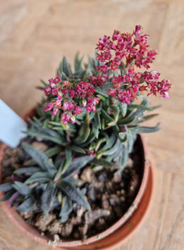 Crassula rubicunda