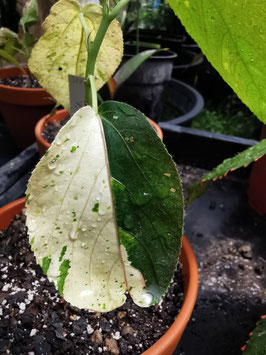 Acalypha wilkesiana "Java White"