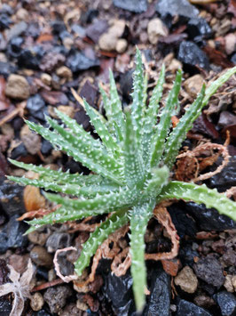 Aloe humilis
