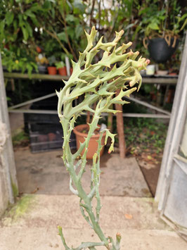 Euphorbia stenoclada var. ambatofinandrahanae