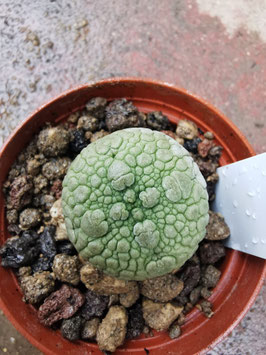 Pseudolithos migiurtinus