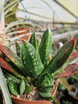 Gasteria #2
