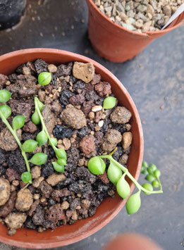 Senecio rowleyanus
