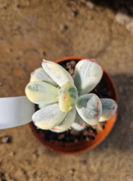 Cotyledon orbiculata variegata