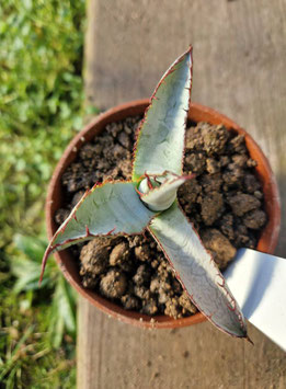 Agave guadelajarana "Leon Paff"