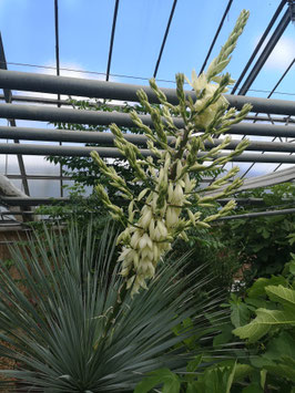 Yucca rostrata