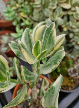 Crassula ovata variegata